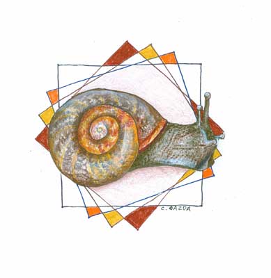 A Snail's Pace