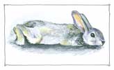 Flopsy