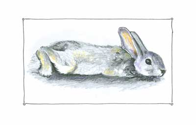 Flopsy
