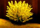 March 18, 2012: Frolic With Forsythia