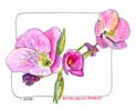 April 21, 2012: Mexican Evening Primrose