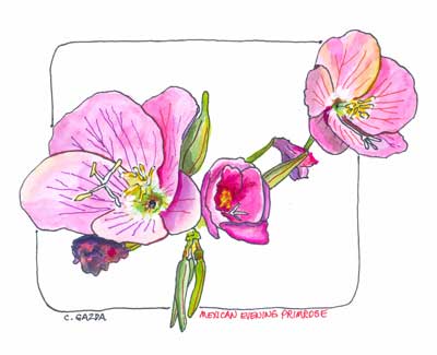 April 21, 2012: Mexican Evening Primrose