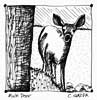 Mule Deer (ink study)
