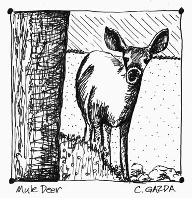 Mule Deer(Ink Study)