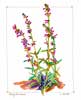 April 20, 2012: Parry's Penstemon