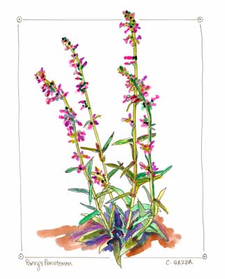 April 20, 2012: Parry's Penstemon