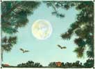 Perigee Super-Moon
