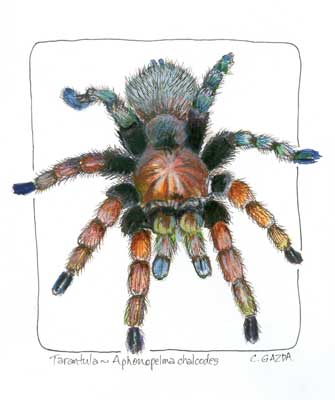 Tarantula