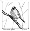 White-Crowned Sparrow (ink study)
