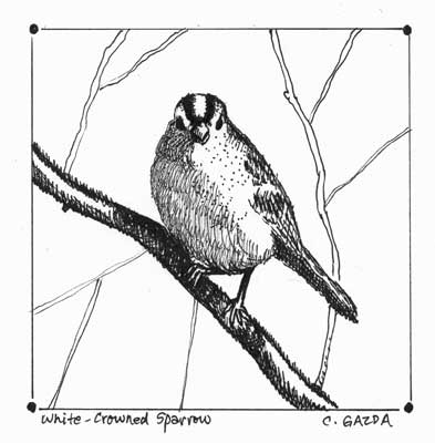 White-Crowned Sparrow (Ink Study)