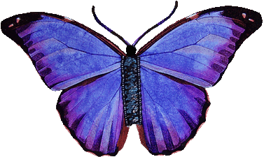 Butterfly Card