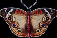 Buckeye 2