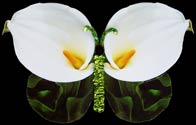 Calla Lily