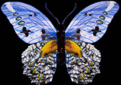 Cayucos